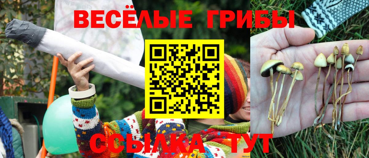 Красноярск  Галлюциногенные грибы прущие грибы  Вход с VPN 
